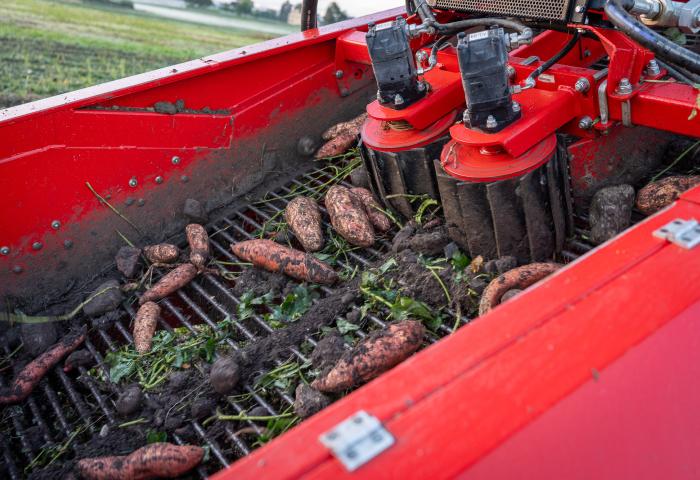 Süßkartoffeln auf Traktor bei Ernte