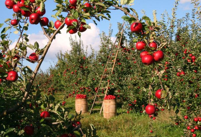 Apfelbäume mit roten Äpfeln, zwei Holzkörbe voller Äpfel und eine Holzleiter in einem Obstgarten bei Sonnenschein.