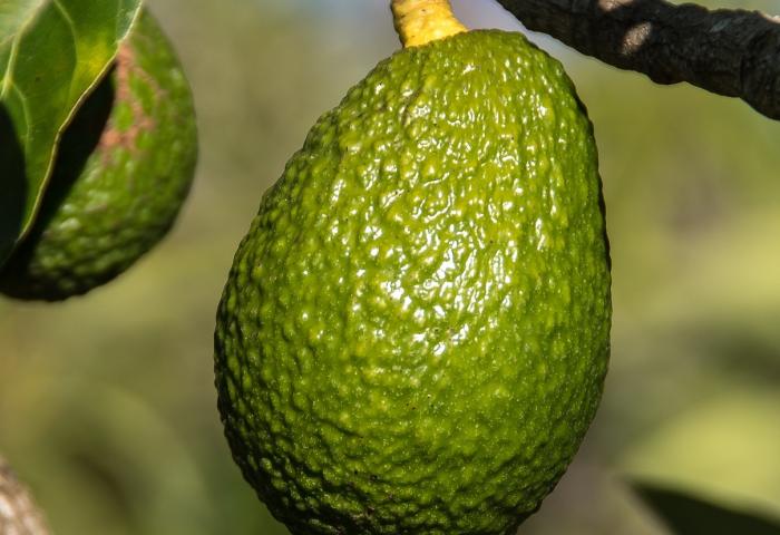 Avocado am Baum