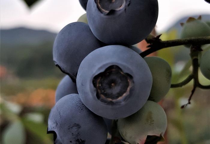 Heidelbeeren am Strauch