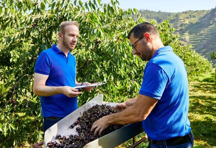 Zwei Männer in blauen Poloshirts ernten Kirschen an einem Kirschbaum in einer Obstplantage.