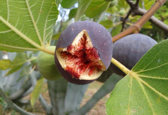 aufgeplatzte Feige am Baum