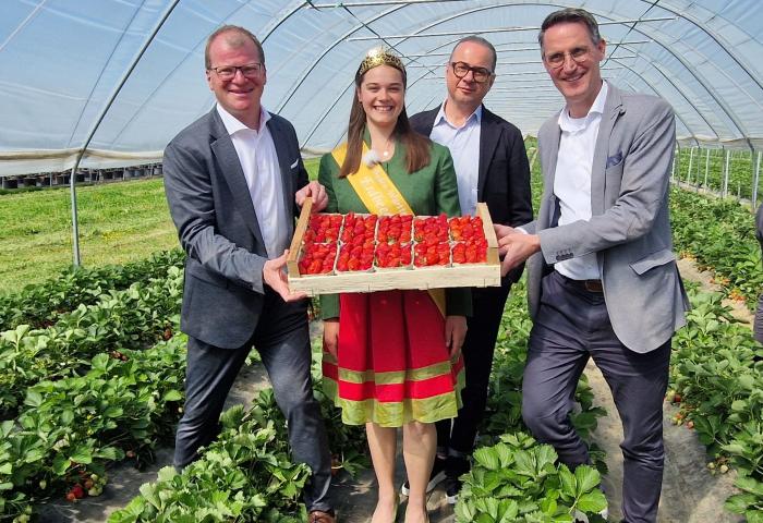 Vier Personen in einem Gewächshaus halten gemeinsam eine Holzkiste mit frischen Erdbeeren, die Frau trägt ein grünes Kleid mit rotem Rock und eine gelbe Schärpe.