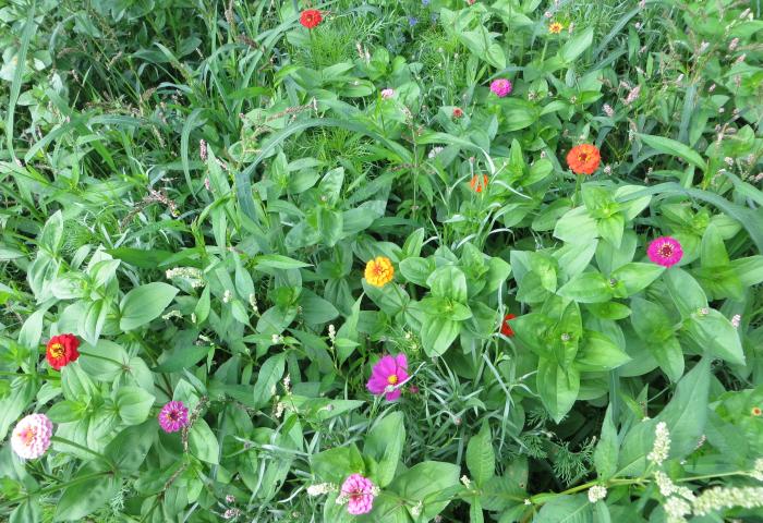 Grüne Pflanzen mit mehreren bunten Blüten in Rosa, Rot, Orange und Weiß in einem Garten.