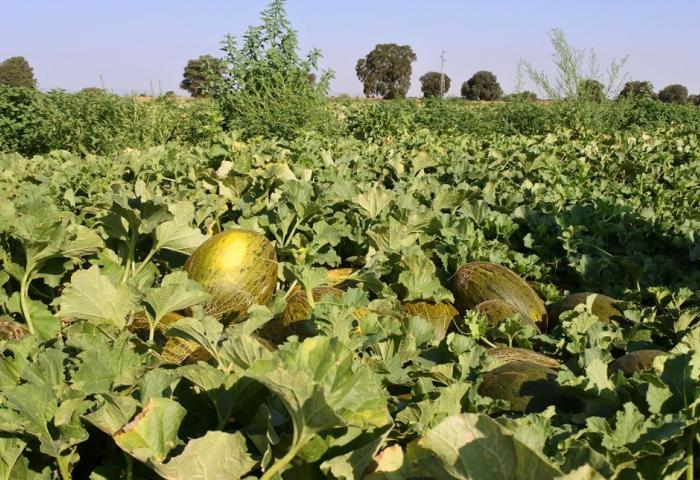 Mehrere reife Melonen liegen zwischen grünen Blättern auf einem Feld unter blauem Himmel.