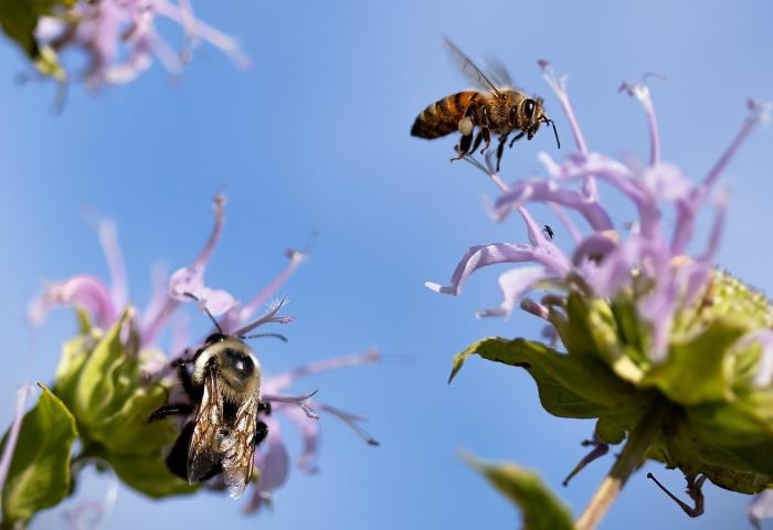Bienen fliegen Blüten an