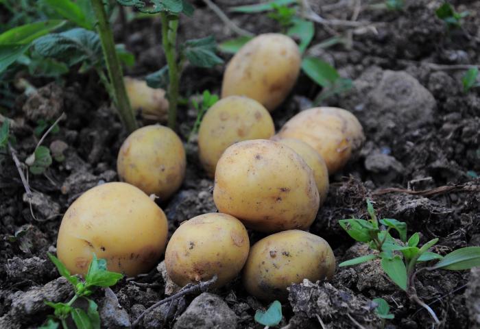 Kartoffeln im Feld