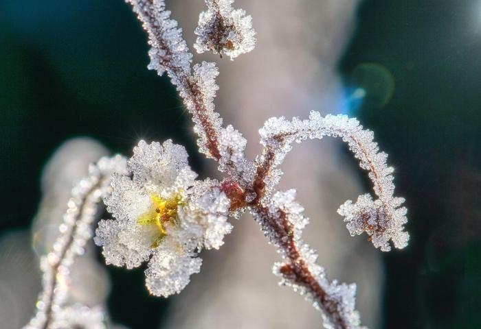 Zweig mit Blüte, bedeckt von Eiskristallen, vor unscharfem Hintergrund.