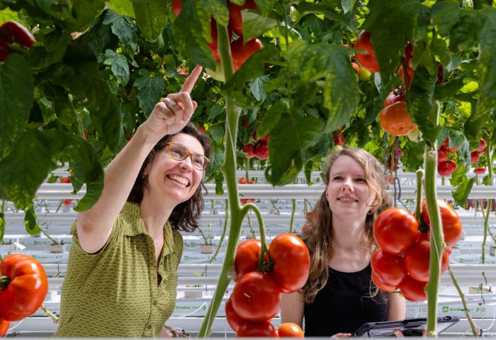 Zwei Frauen schauen sich Tomaten im Gewächshaus an