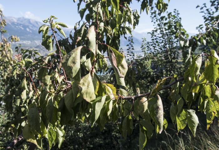 von Schädling befallener Aprikosenbaum