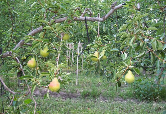 Birnen am Baum