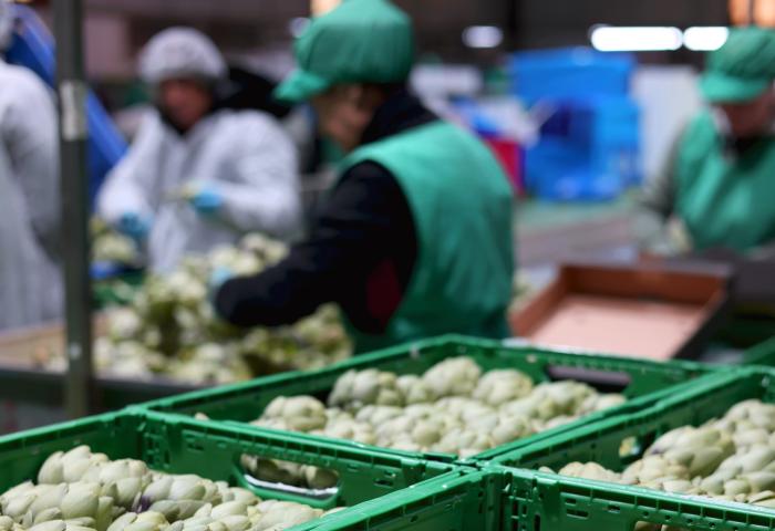 Artischocken werden verpackt