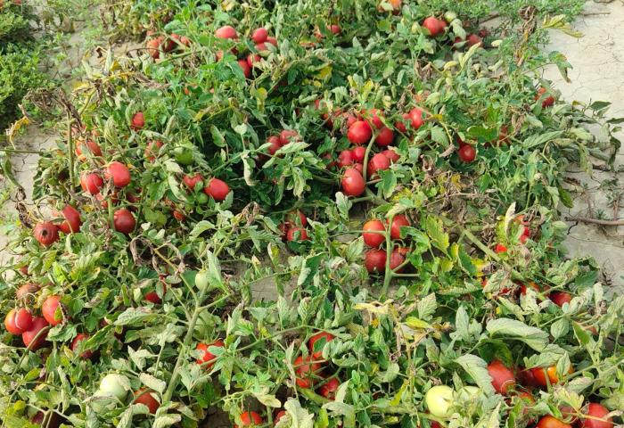 Freiland-Tomaten auf dem Feld