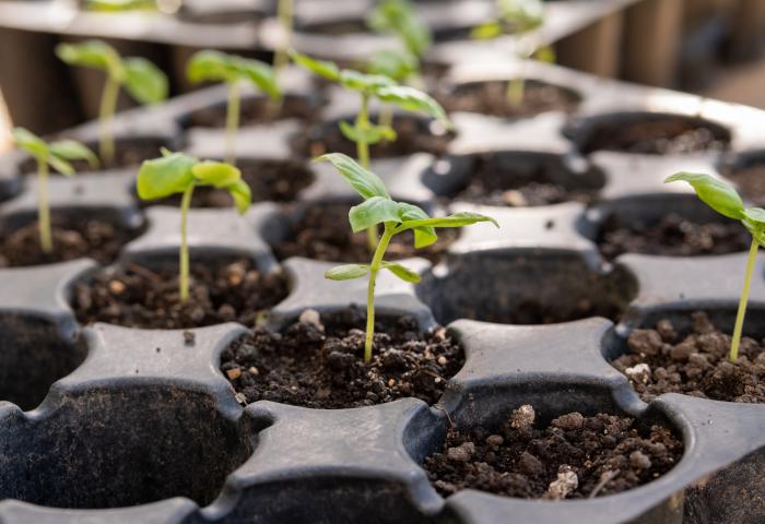 Pflanzensetzlinge