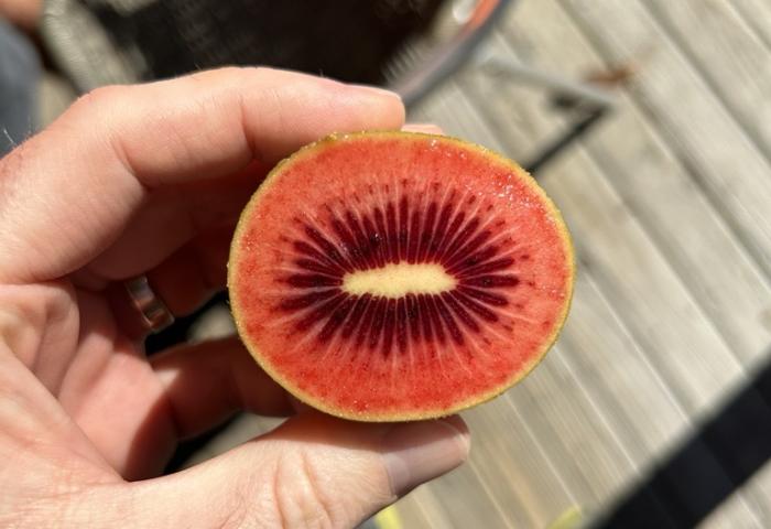 aufgeschnittene rote Kiwi