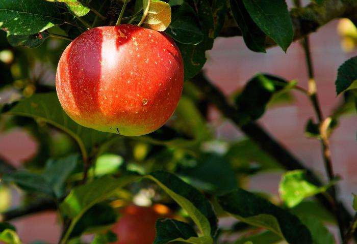 roter Apfel am Baum