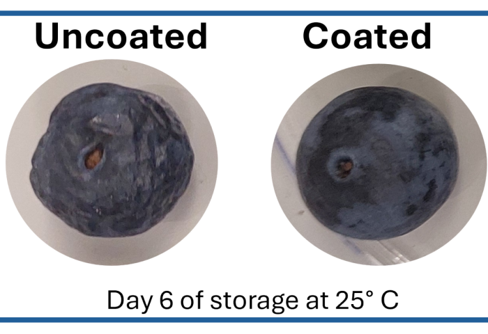 beschichtete und unbeschichtete Heidelbeere