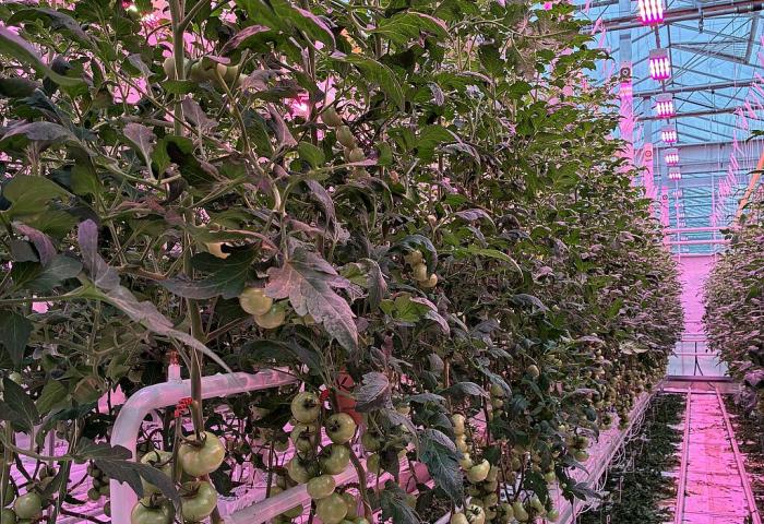 Tomaten im Gewächshaus