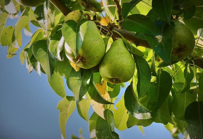 Birnen am Baum