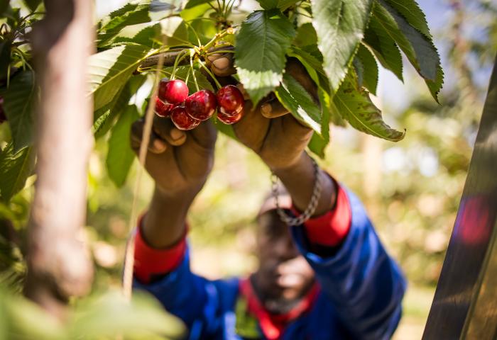 Mensch pflückt Kirschen
