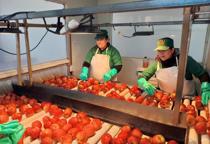 Frauen prüfen Äpfel im Packlager