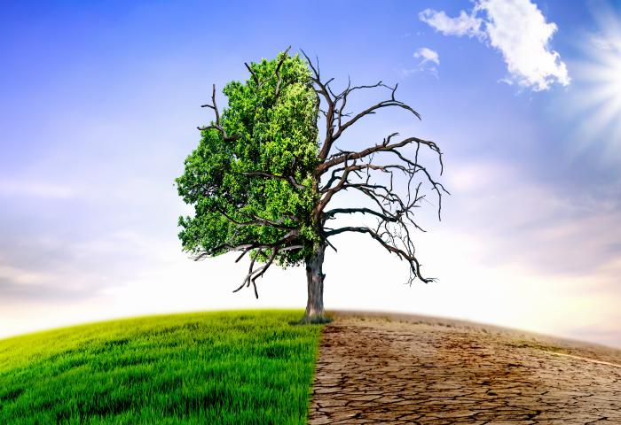 Baum mit Laub und ohne