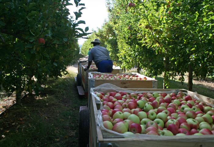 Äpfel im Traktor auf dem Feld