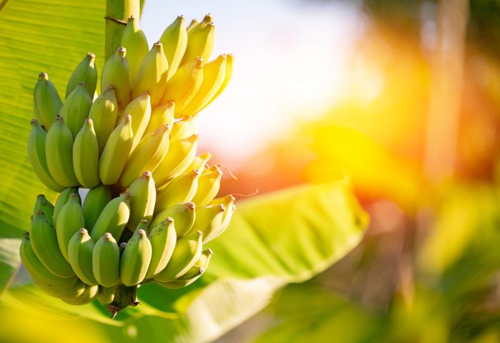 Bananen in Ecuador