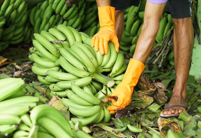 Erntehelfer sammelt Bananen ein