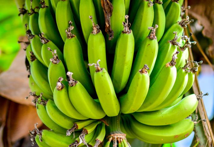 Bananen an Staude