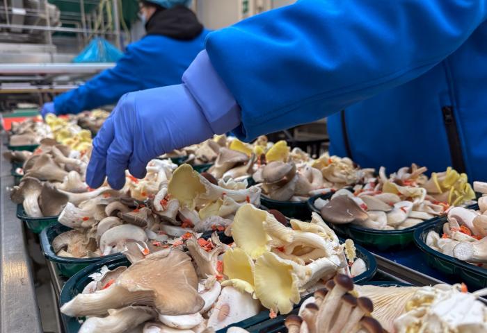 Mischpilze des Pilz-Konsortium Consorzio Funghi di Treviso