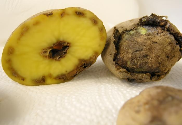 Ingwer mit Bakterienwelke