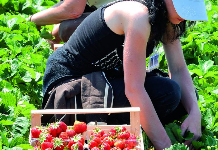 Menschen ernten Erdbeeren im Feld