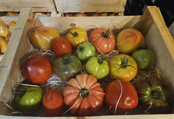 Bunte Tomatenvielfalt aus der Provence
