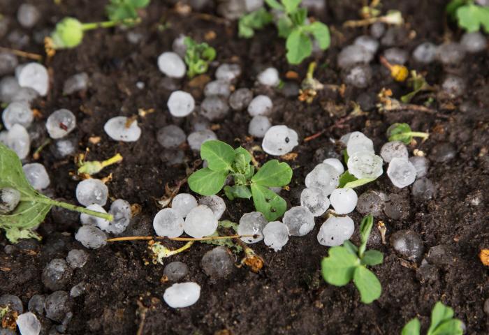 Hagel auf einem Feld
