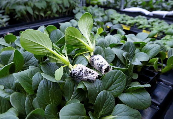 Gesunde grüne Pflanzen mit einem gesunden Wurzelballen