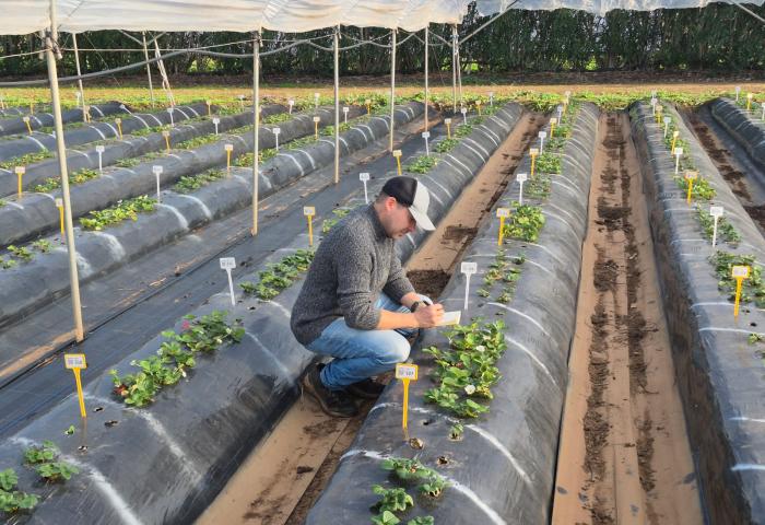 Juan Carlos Gutierrez Ruiz - neuer Erdbeerzüchter beim Consorzio Italiano Vivaisti CIV