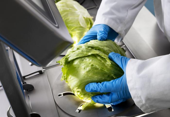 blaue Handschuhe halten einen Eisbergsalat auf der OptiCor OC-60