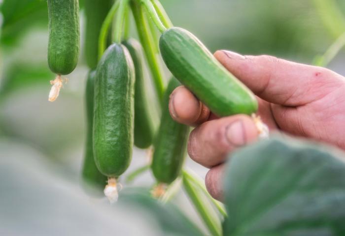 Eine Hand hält eine Snackgurke, die noch nicht geerntet ist