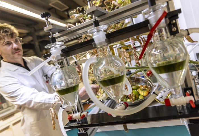 Extrahierte Tomatenreste im Schütteltrichter