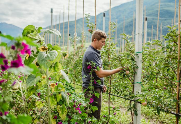 Landwirt bei der Apfelbaum-Pflege