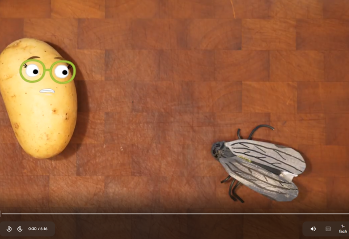 Screenshot Zikaden-Video