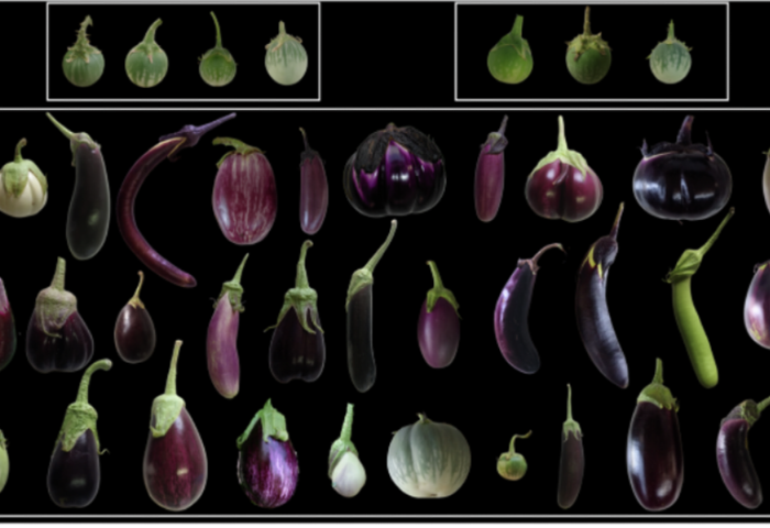 Auberginen-Sorten