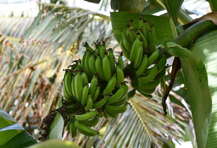 Bananen an der Staude