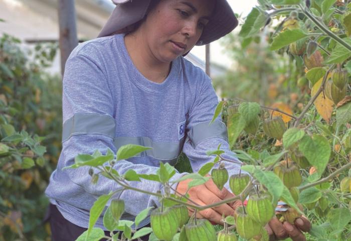 Frau erntet Physalis