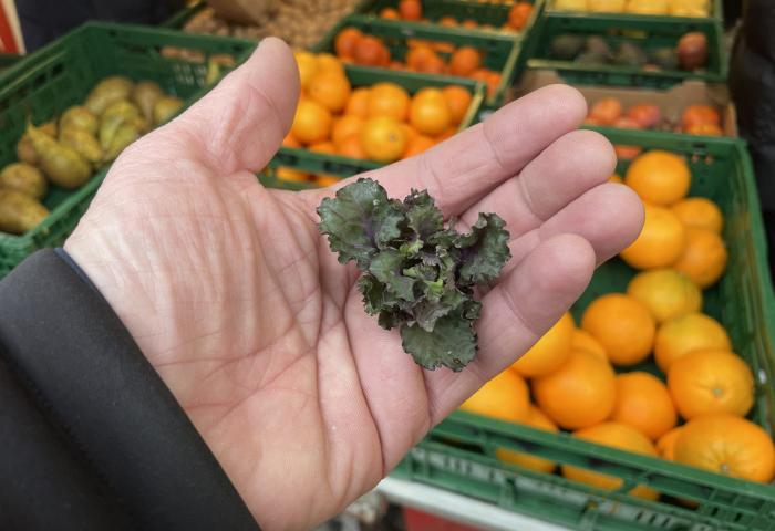 Flower Sprout auf einer Menschenhand