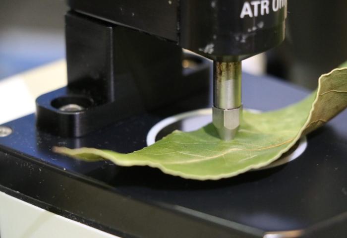 Reife der Frucht wird an einem Blatt unter dem Mikroskop geprüft