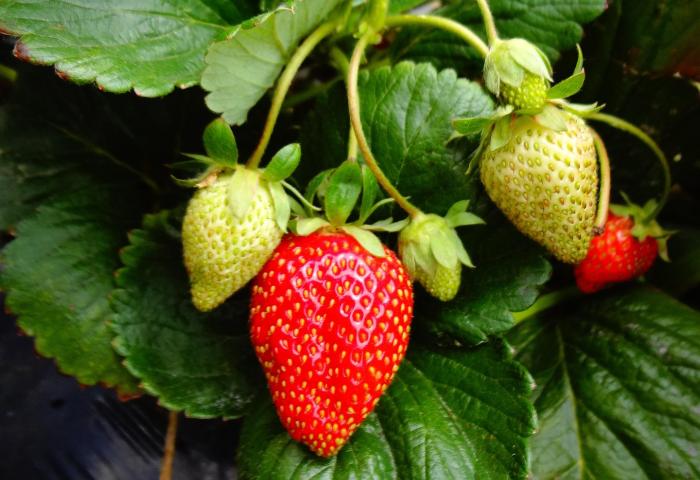 reife und unreife Erdbeeren