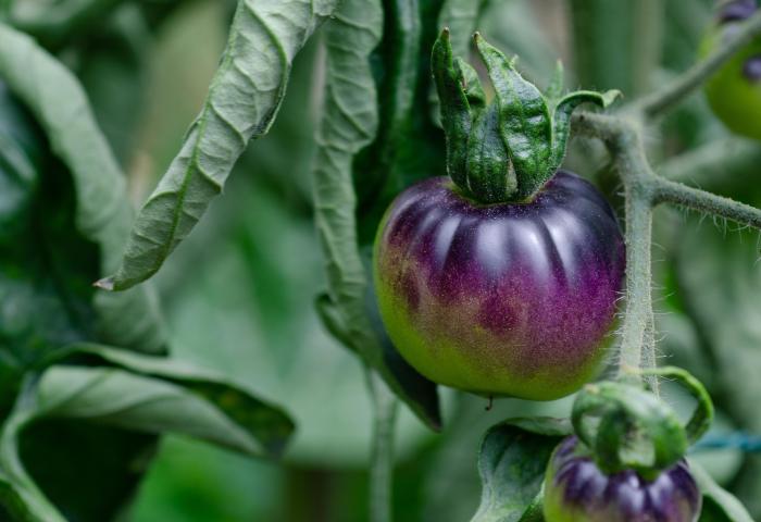 lila Tomate am Strauch