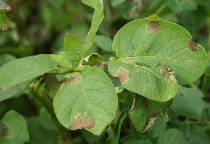 Blätter mit Kartoffelfäule